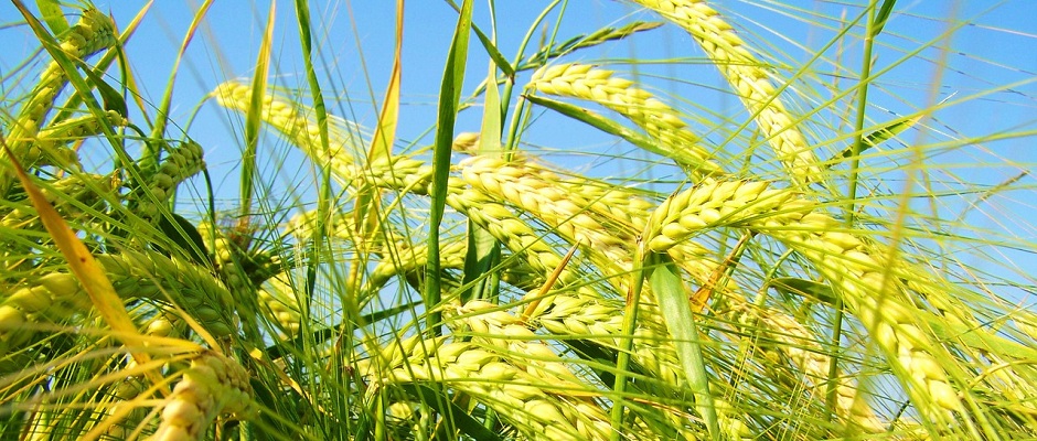 yellow green barley