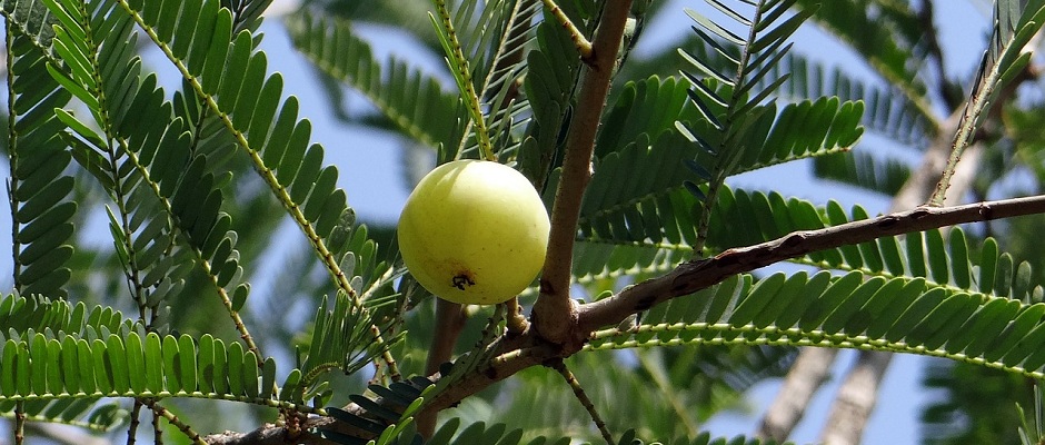 Frucht des Amlabaumes (Phyllanthus emblica)